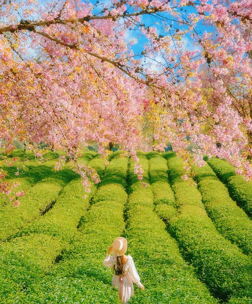 大理无量山樱花谷